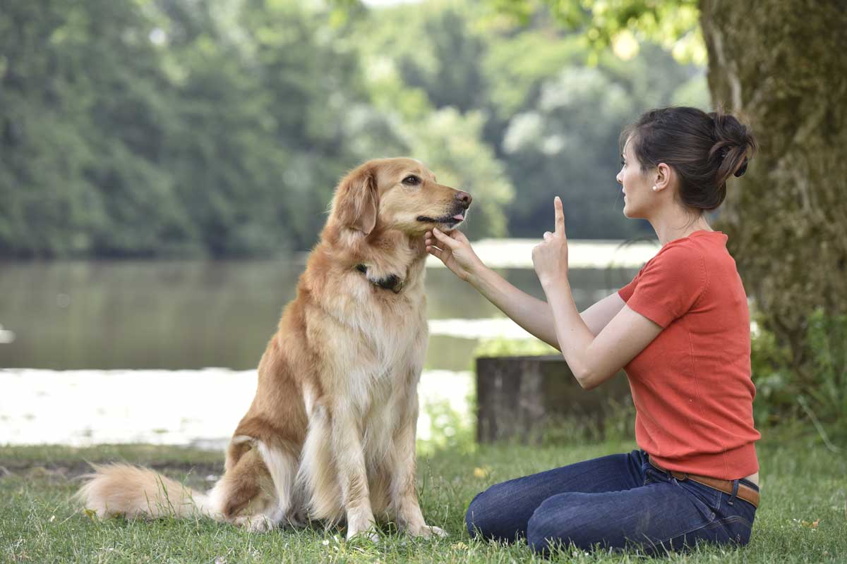 High Drive Dog Training Phoenix: Unlock Your Dog’s Full Potential